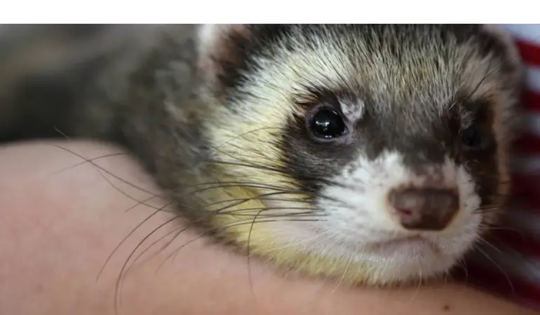 is-salmon-oil-good-for-ferrets