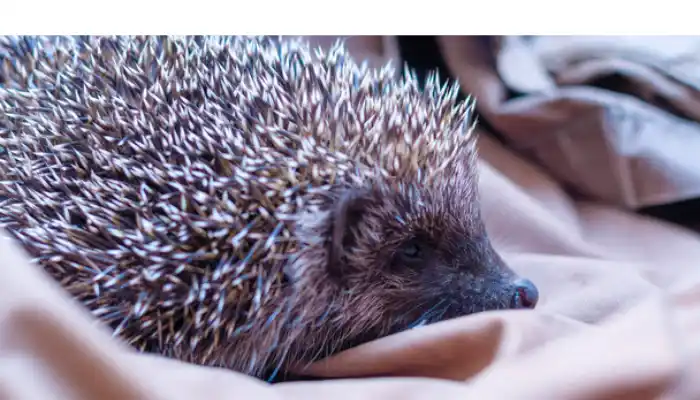 repurpose-ideas-for-hedgehog-quills