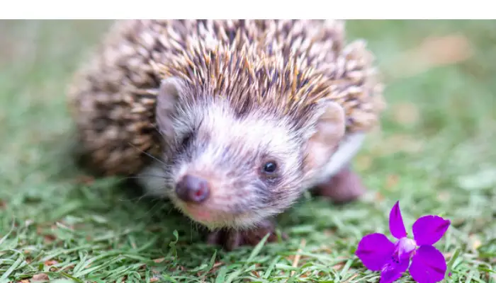 signs-dehydration-hedgehog