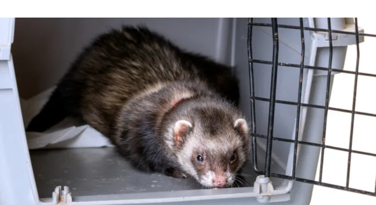 stop-cage-rage-ferrets