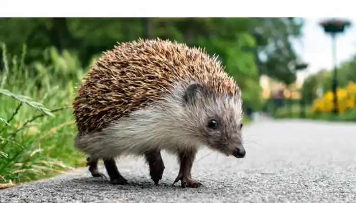why-dogs-attack-hedgehog