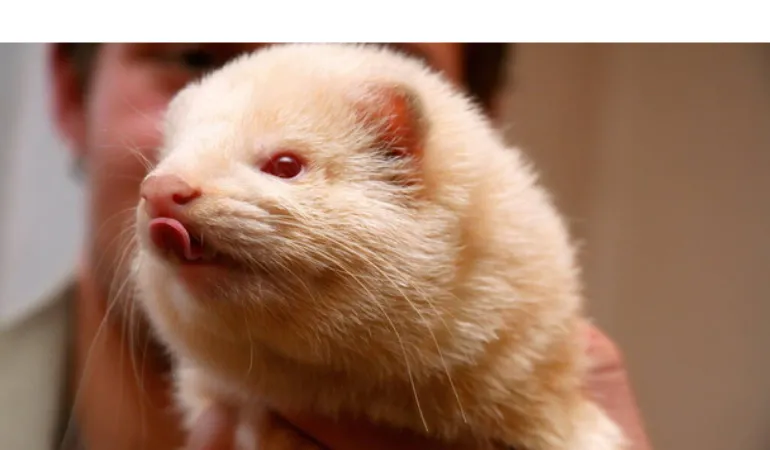 why-ferrets-turning-yellow