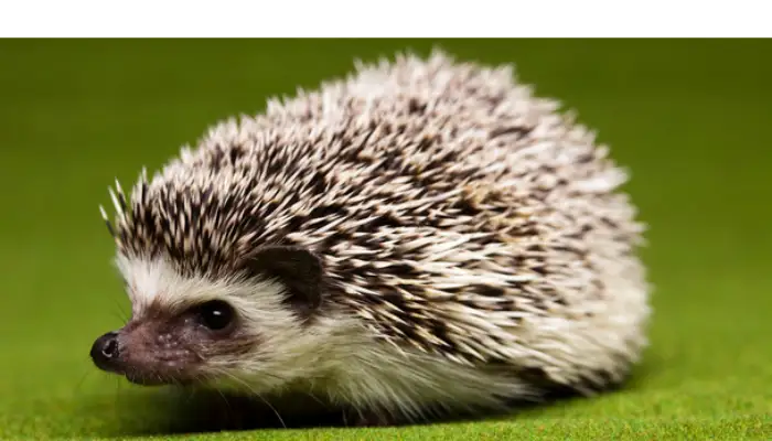 why-hedgehog-breathing-but-not-moving