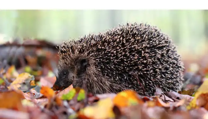 why-hedgehog-can-be-dangerous