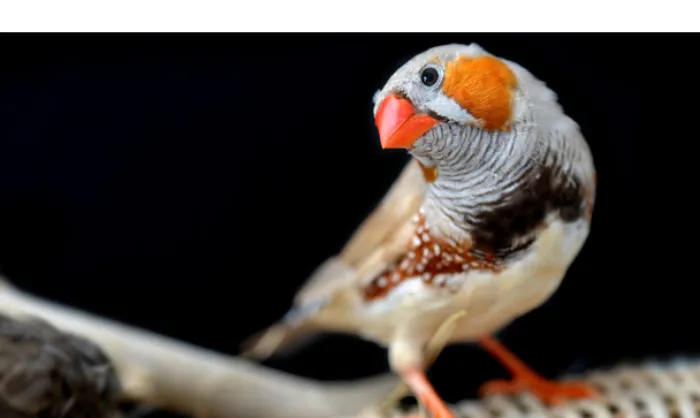 Do-zebra-finches-need-UV-light_