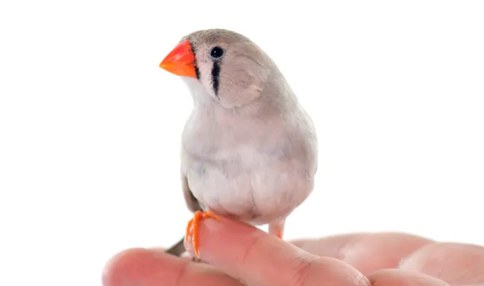 Zebra-Finch-Temperature-Tolerance