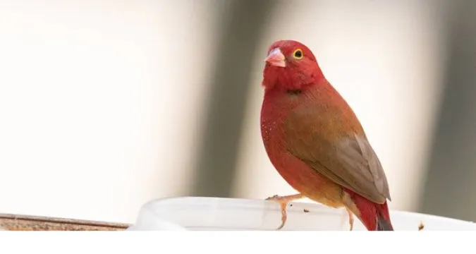 are-finch-Omnivores