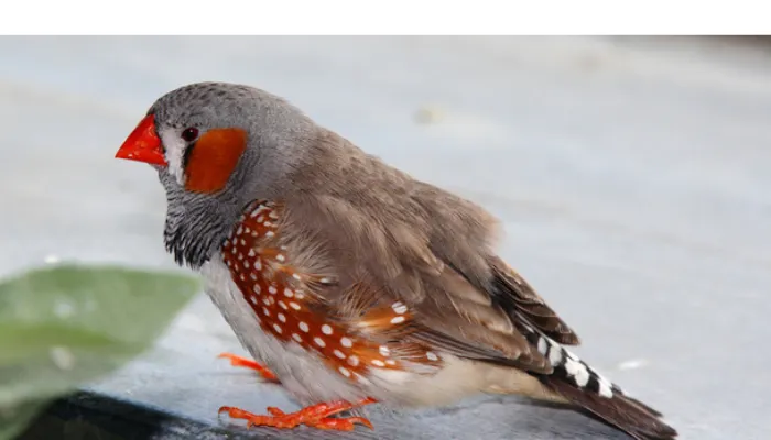 are-finch-aggressive