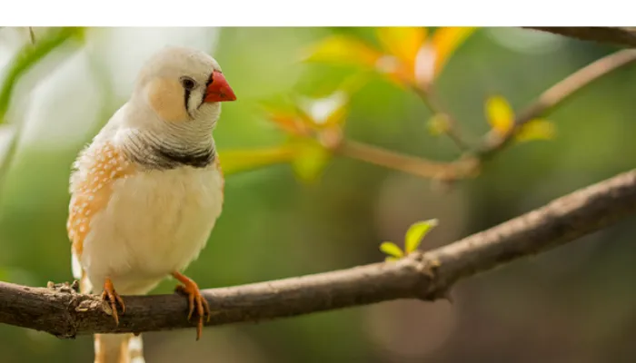 are-finch-dangerous