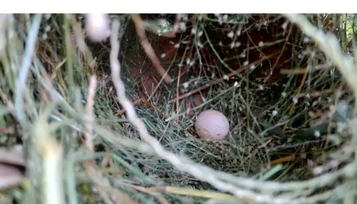 are-finch-egg-edible