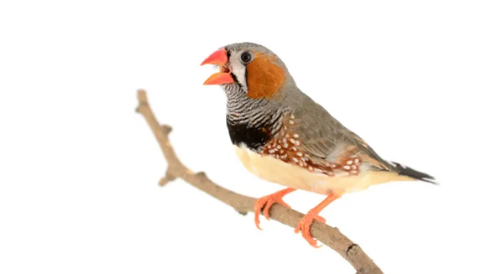 are-finch-intelligent