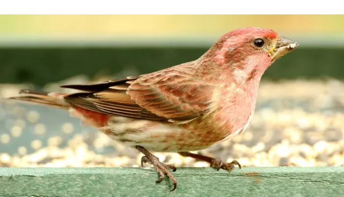 are-finch-invasive