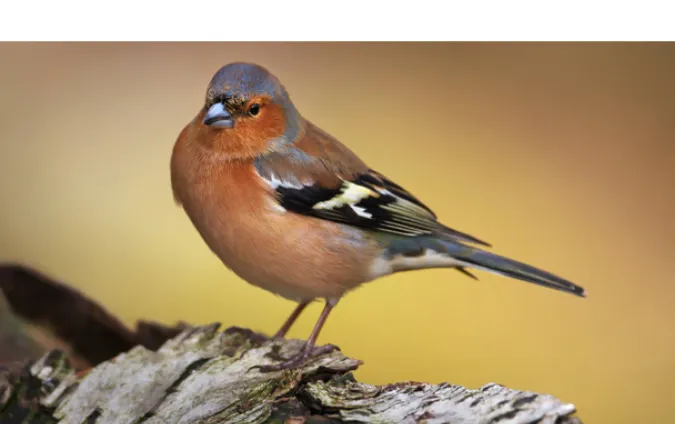 are-finch-loud
