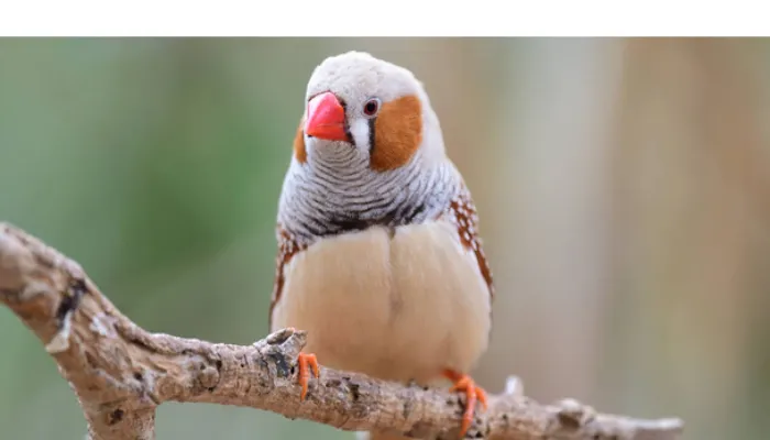 are-finch-migratory