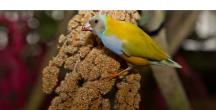 are-finch-nocturnal