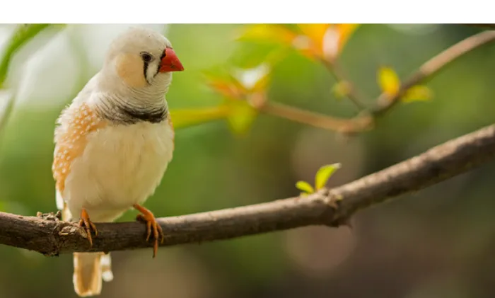 are-finch-territorial