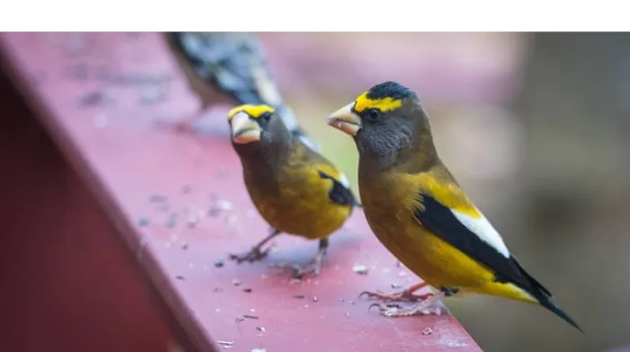 are-finches-messy