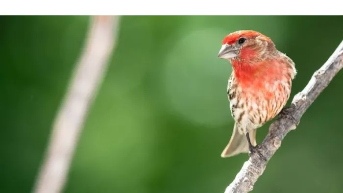 are-house-finch-protected