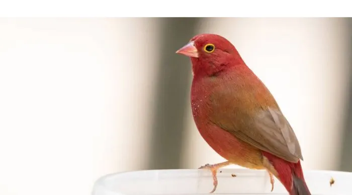 are-house-finch-smart