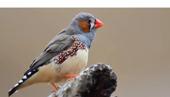 can-budgies-live-with-finches