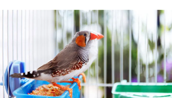 do-finch-peck-wood