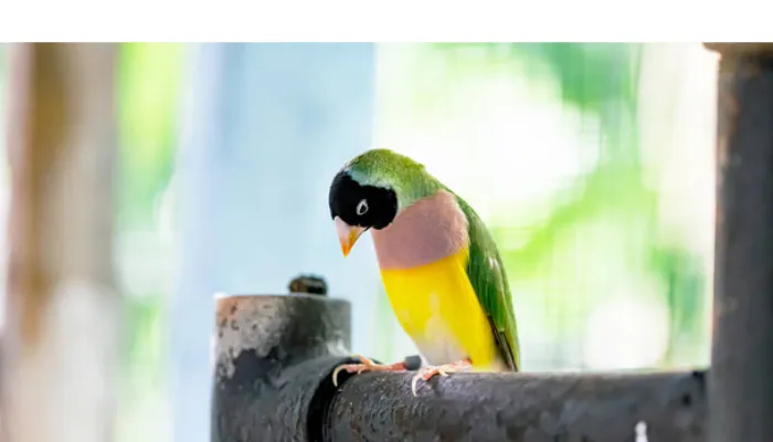 do-finches-poop-alot