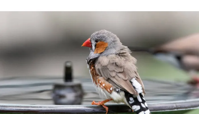 can-finch-survive-cold-weather