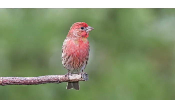 can-finch-survive-in-wild