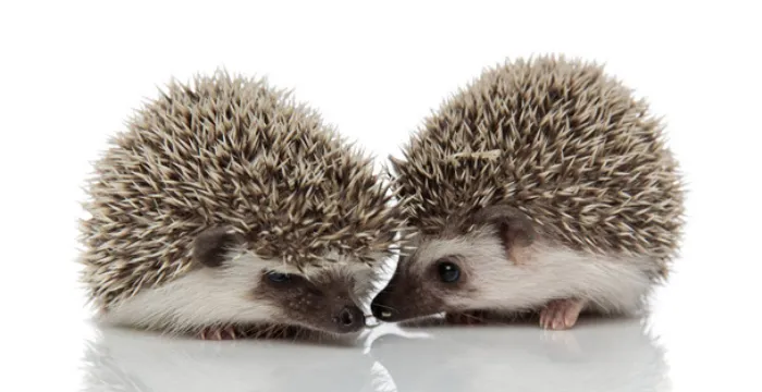 can-two-female-hedgehogs-live-together