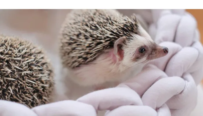 can-two-male-hedgehogs-live-together