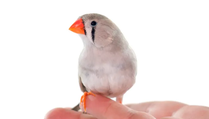 do-finch-bite