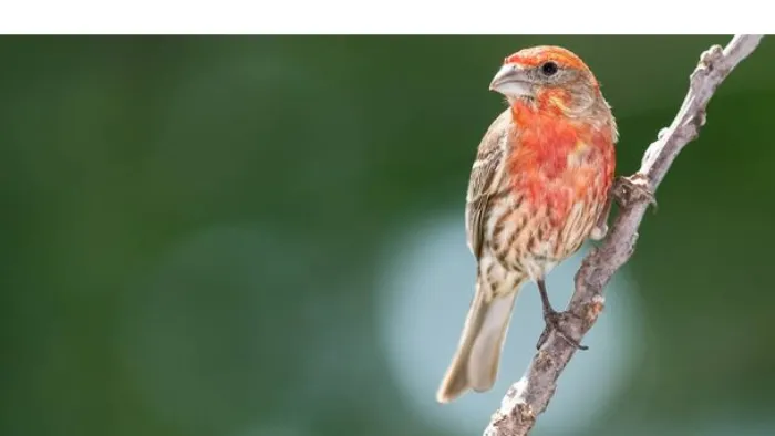 do-house-finch-migrate