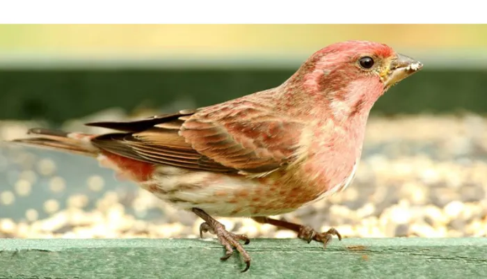 does-finch-need-direct-sunlight