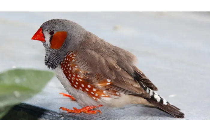 does-finch-needs-to-be-covered