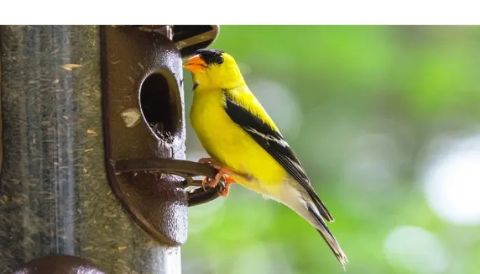 does-yellow-finches-mate-for-life