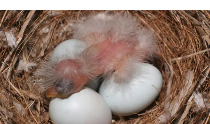 finch-egg-hatching-time