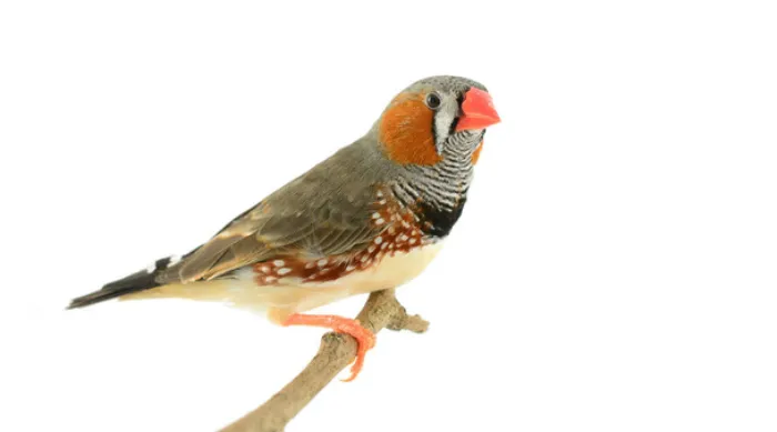 finch-ownership-cost-breakdown