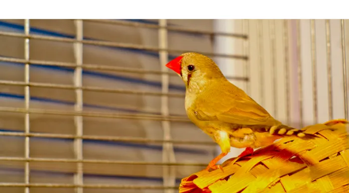 finch-size-cage-calculator