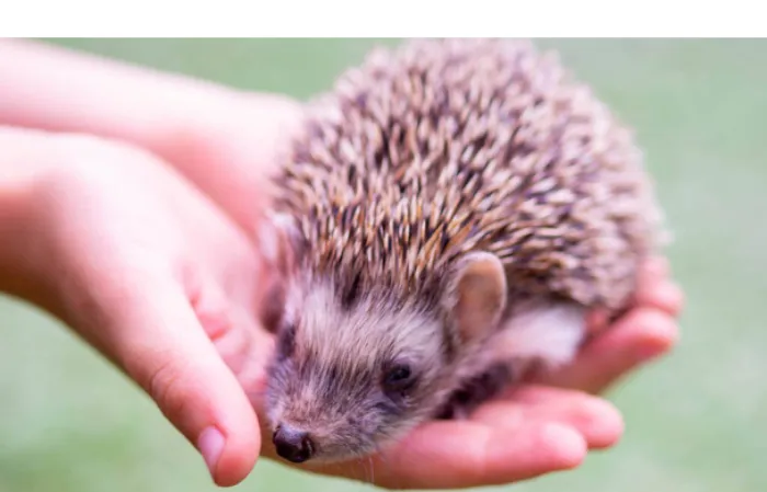 hedgehog-bath-water-temperature