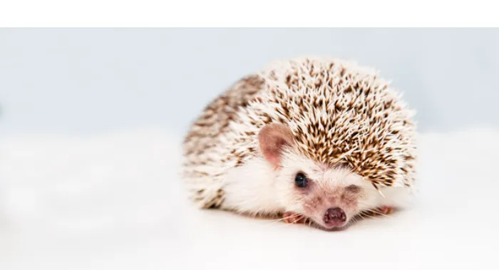 hedgehog-red-eyes