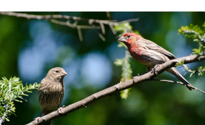 house-finch-mating-season