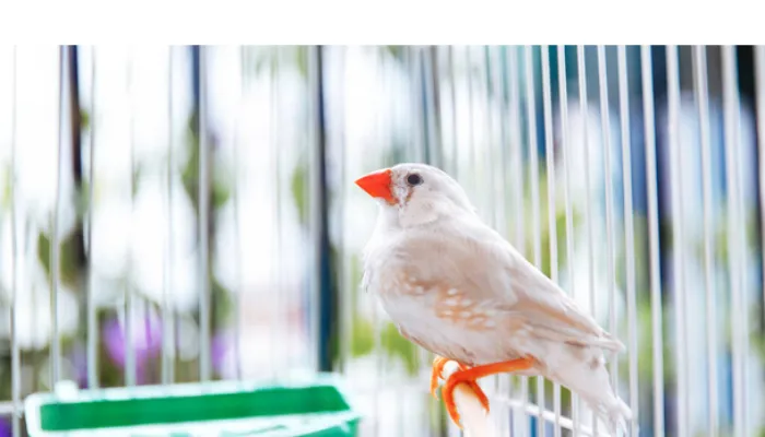 how-long-finch-left-alone