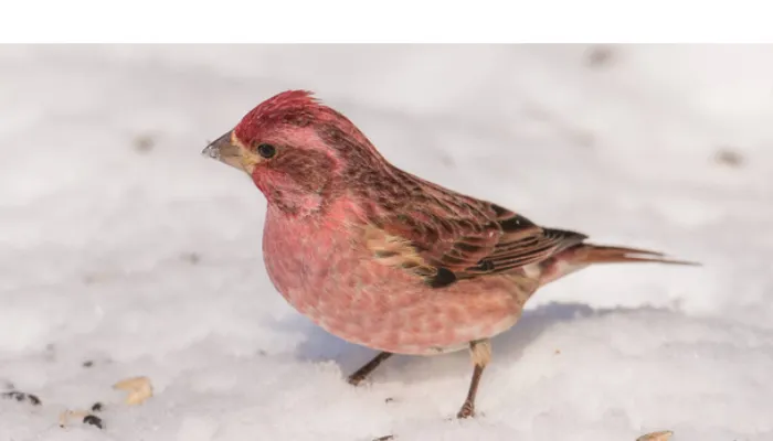 how-to-attract-finch