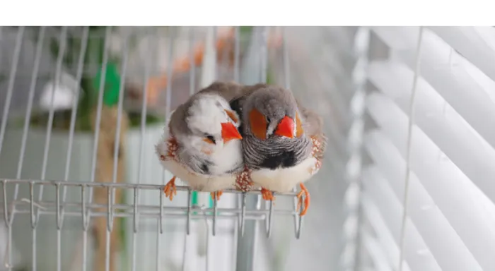 how-to-keep-finches-warm