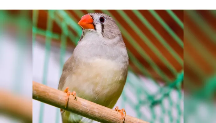items-to-be-included-in-finch-cage