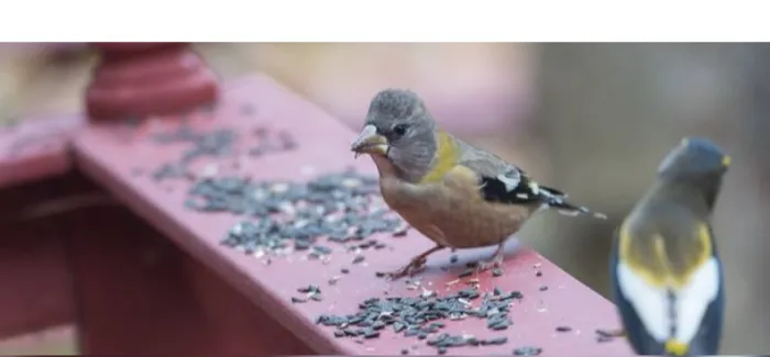 pros-cons-having-pet-finch