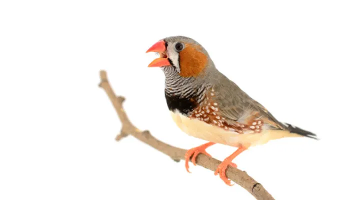 signs-finch-pregnant