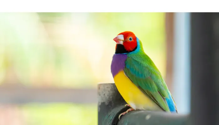 signs-that-finch-is-happy