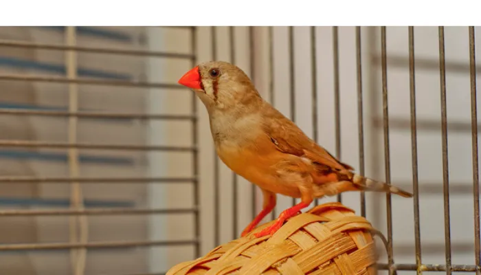 will-finches-lay-eggs-without-nest