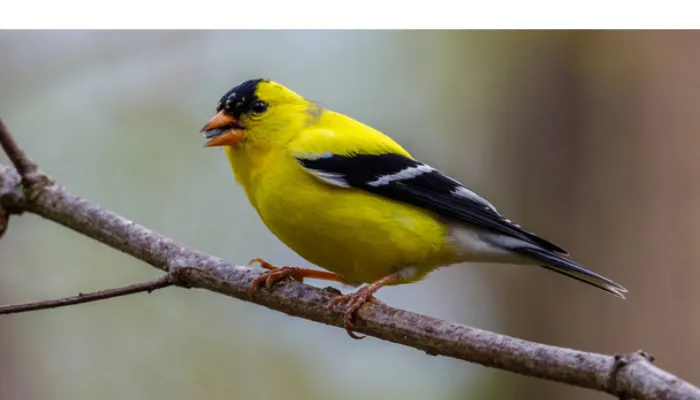 american-goldfinch-vs-lesser